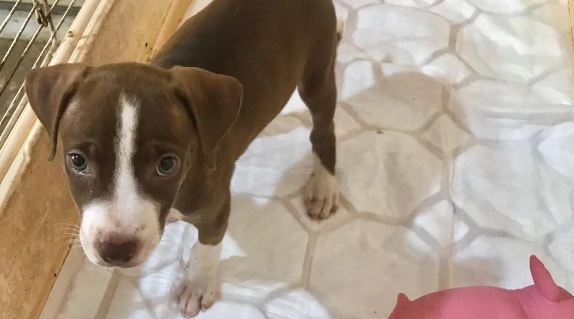Chiens à adopter